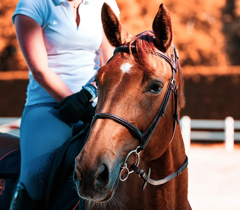 极速电竞